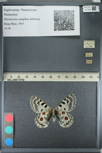 Media type: image;   Entomology 174698
